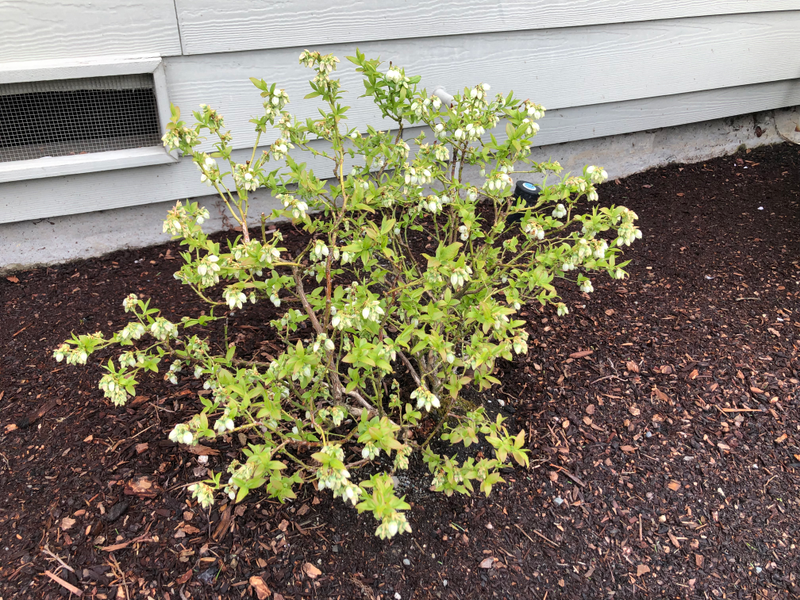This is a “Top Hat” hybrid blueberry...